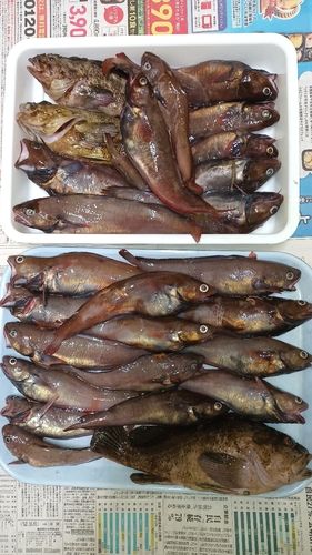 ドンコの釣果