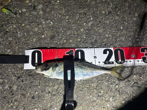 マアジの釣果