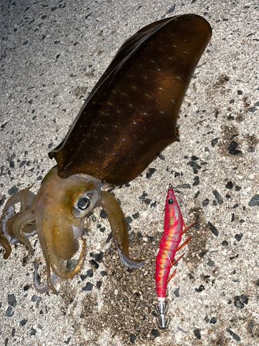 アオリイカの釣果
