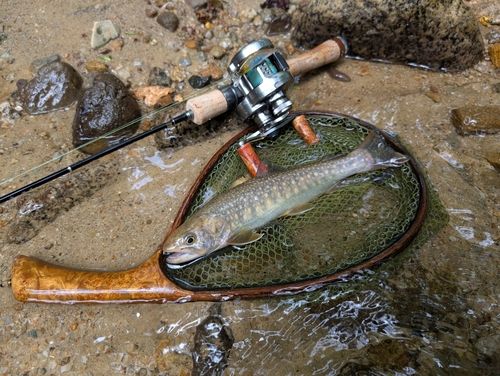 イワナの釣果