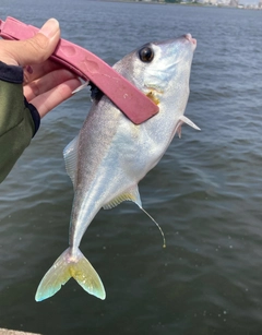 ギマの釣果