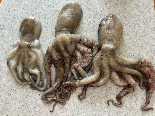 タコの釣果