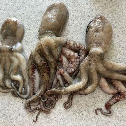タコ