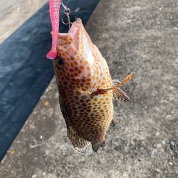 オオモンハタ
