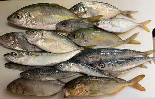 シマアジの釣果