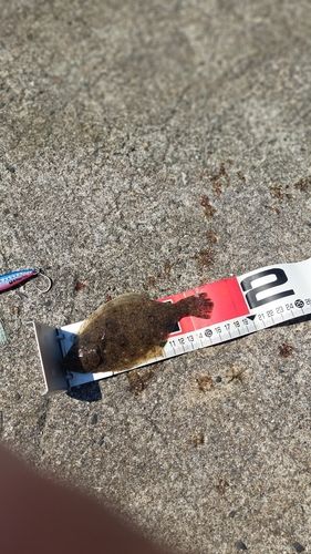 ソゲの釣果