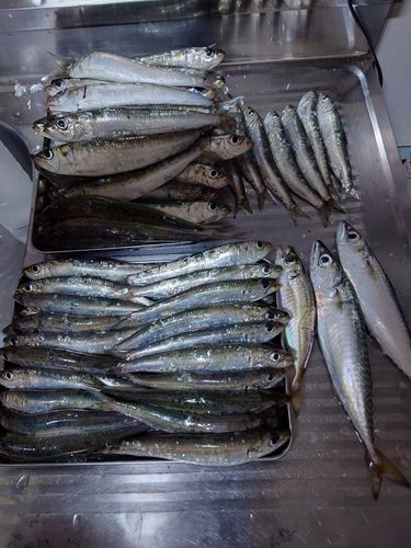 イワシの釣果