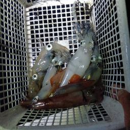 ケンサキイカ