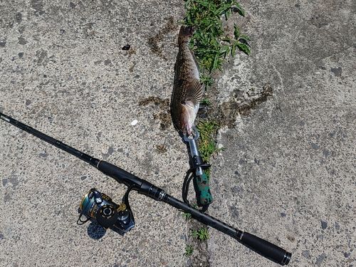 アイナメの釣果