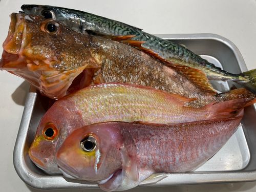 アマダイの釣果
