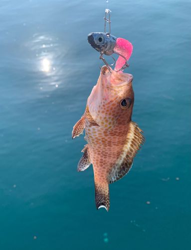 オオモンハタの釣果