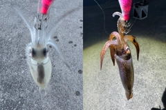 スルメイカの釣果
