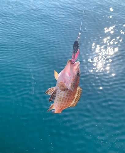 オオモンハタの釣果