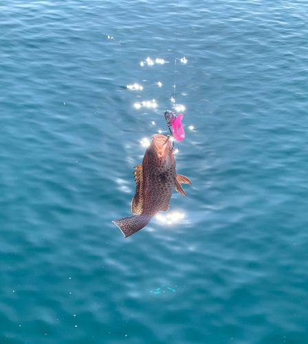 オオモンハタの釣果