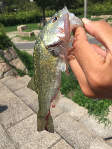 ブラックバスの釣果