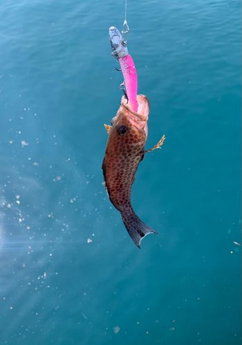 オオモンハタの釣果