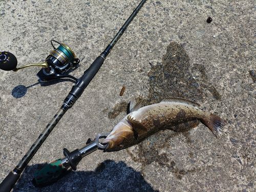 アイナメの釣果