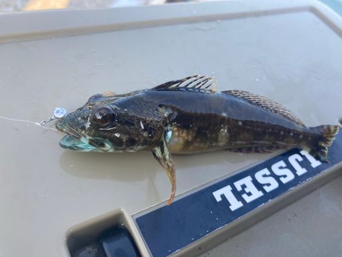 アナハゼの釣果