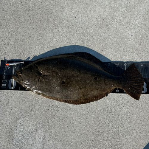 ヒラメの釣果