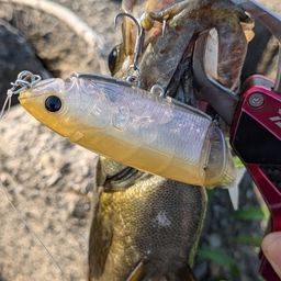 スモールマウスバス