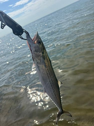 サゴシの釣果