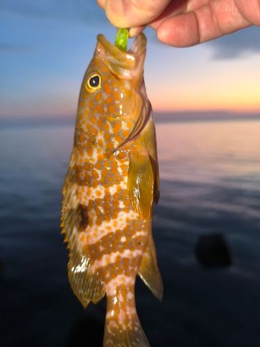 キジハタの釣果