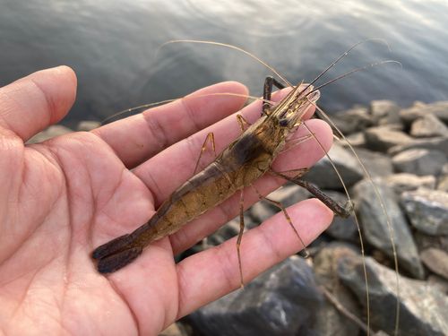 テナガエビの釣果