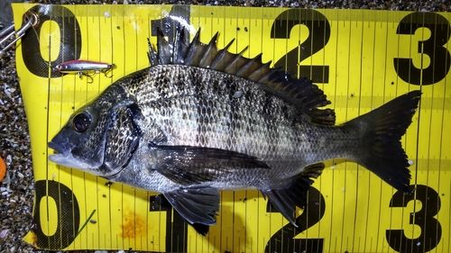 クロダイの釣果