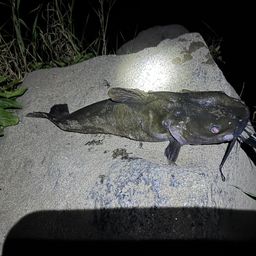 アメリカナマズ