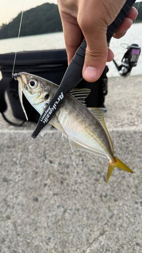 マアジの釣果