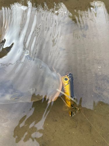 コイの釣果