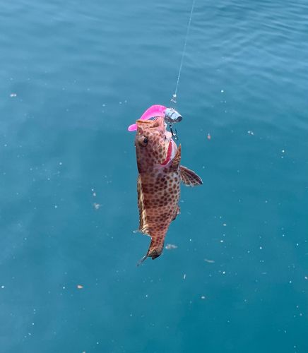 オオモンハタの釣果