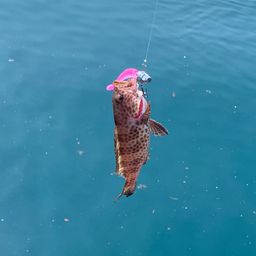 オオモンハタ