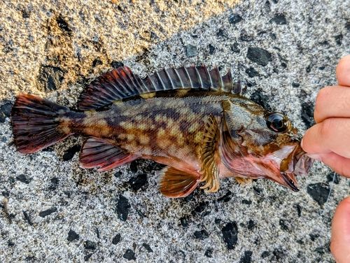 カサゴの釣果