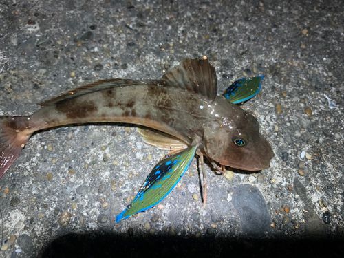 ホウボウの釣果