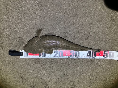 マゴチの釣果