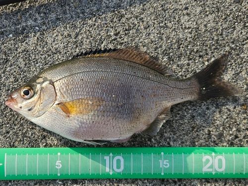 ウミタナゴの釣果