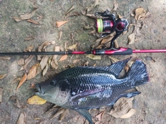 ティラピアの釣果