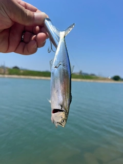 サゴシの釣果