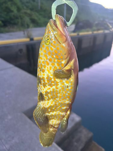 キジハタの釣果