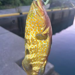 キジハタ
