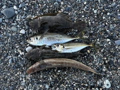 エソの釣果