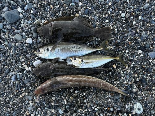 エソの釣果