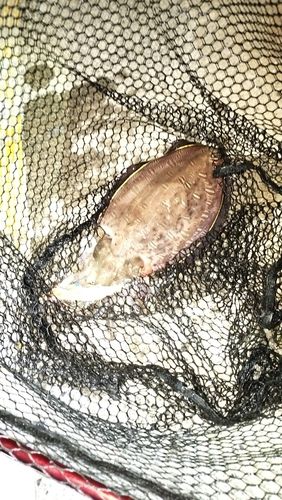 モンゴウイカの釣果