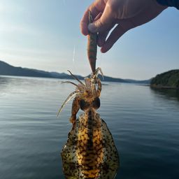 アオリイカ