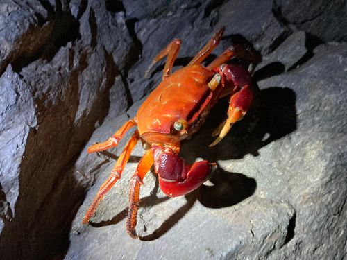 アカテガニの釣果