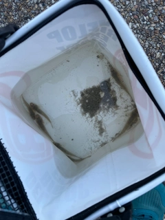 マハゼの釣果