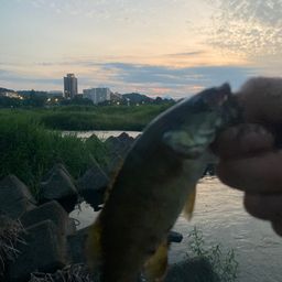 スモールマウスバス