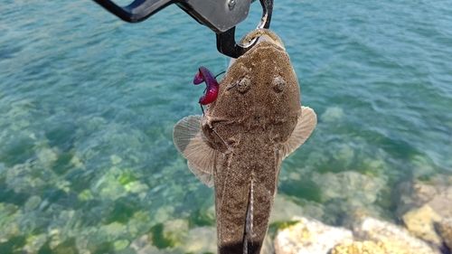マゴチの釣果