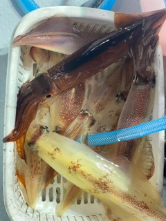 イカの釣果